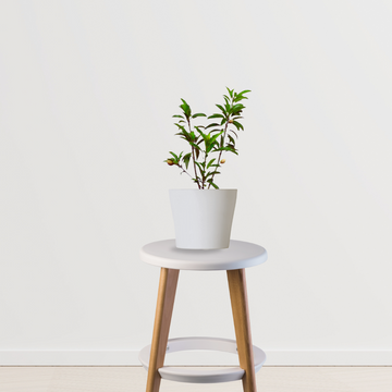 White jamun tree sapling